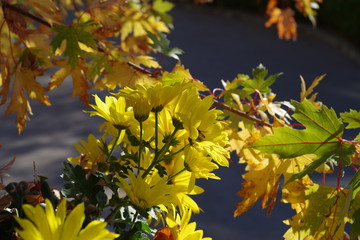 yellow  chrysanthemum