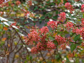 (Abelia or linnaeae grandiflora)  Abelia with pink corollas or sepals relain long after flowering on arching branches in autumn 