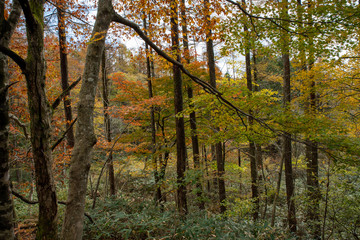 岡山森林公園　森林　林