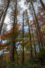 Fototapeta premium 岡山森林公園 森林 林