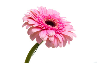 pink gerbera isolated