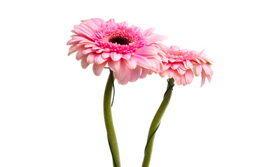 pink gerbera isolated