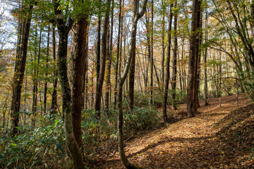 岡山森林公園　森林　林
