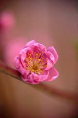 梅の花　初春イメージ