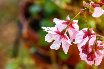 桜の花　春イメージ
