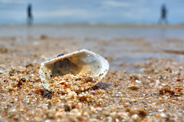 Obraz na płótnie Canvas Seashell on the beach