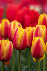 チューリップの花