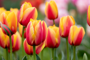 Obraz premium チューリップの花