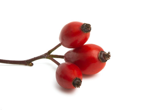 Rose Hip Isolated