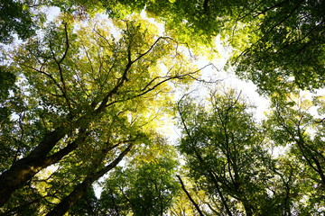 Natural texture of trees 