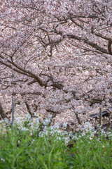 桜のアーチ　春イメージ