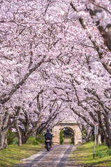 桜のアーチ　春イメージ