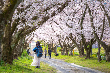 桜のアーチ　春イメージ