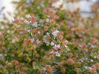 (Abelia or linnaeae grandiflora)  Abelia with white and pale pendulous flowers and pink corollas or sepals relain long after flowering on arching branches in autumn