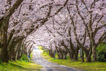 桜のアーチ　春イメージ