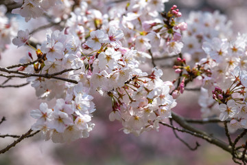 桜の花　春イメージ