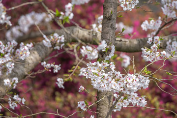 桜の花　春イメージ