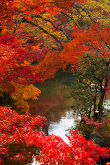 京都　永観堂　紅葉