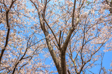 桜の花　春イメージ