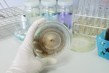 colony of fungi in petridish with microbiology concept