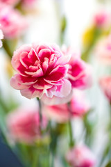 Obraz premium カーネーションの花