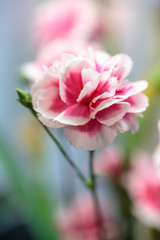 カーネーションの花