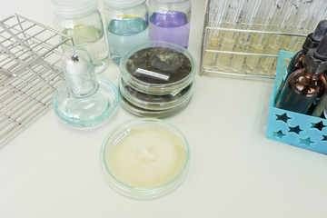 colony of fungi in petridish with microbiology concept