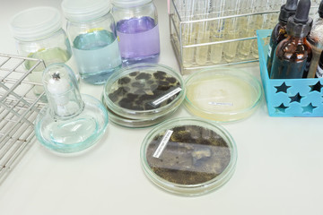 colony of fungi in petridish with microbiology concept