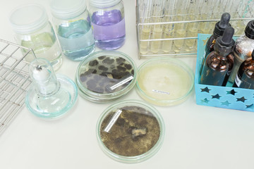 colony of fungi in petridish with microbiology concept