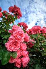 バラの花