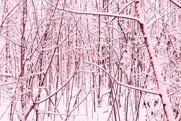 Winter forest covered with snow. Natural abstract background pink color toned