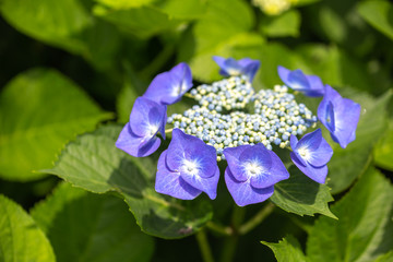 あじさいの花