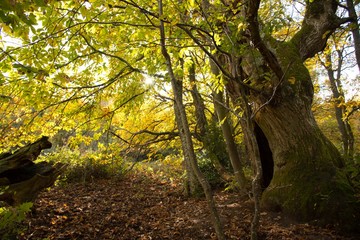 bunter foret de Grendelbruch in den Vogesen