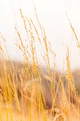 Fotobehang Geel Grasveld tegen zonsondergang of zonsopgang, grasbloemen met rand van zonlicht