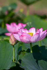 Obraz premium 蓮の花 夏イメージ