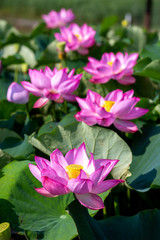 Obraz premium 蓮の花 夏イメージ