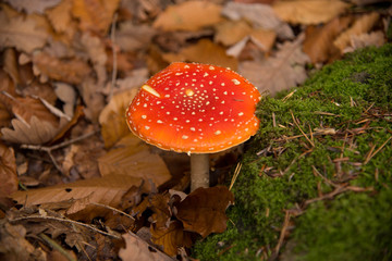Flieggenpilz in den Vogesen