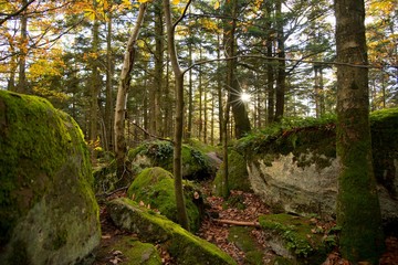 bunter Herbstwald in den Vogesen , foret de Grendelbruch