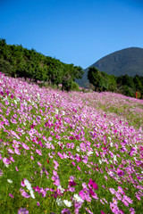 コスモス畑　秋イメージ