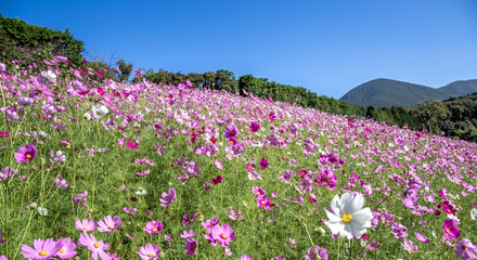 コスモス畑　秋イメージ