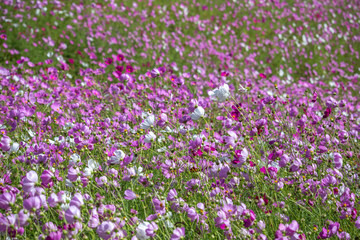 コスモス畑　秋イメージ