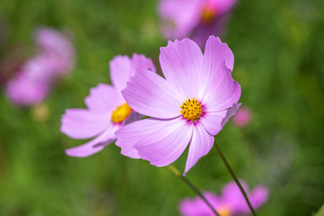 Obraz premium コスモス畑 秋イメージ