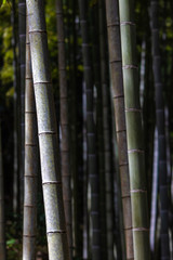 竹林　和風イメージ