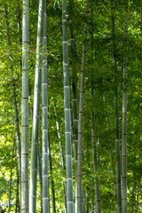 Fototapeta premium 竹林 和風イメージ
