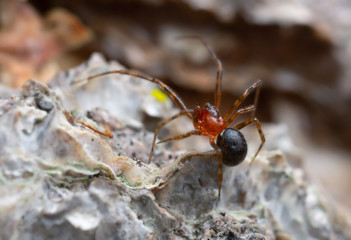 Small spider on wood photographed with high magnification