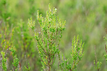 Common heather, Calluna vulgaris plants with buds not yet in bloom