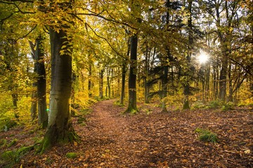 bunter Herbstwald in den Vogesen , foret de Grendelbruch