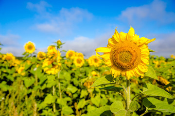 Sunflower flowers on blue sky background