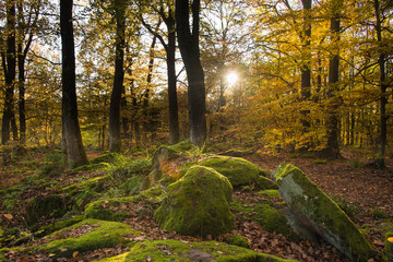 bunter Herbstwald in den Vogesen , foret de Grendelbruch