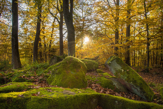 bunter Herbstwald in den Vogesen , foret de Grendelbruch